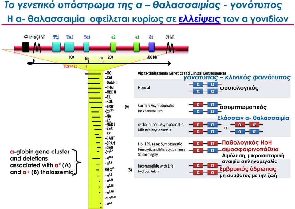 α-globin gene cluster and deletions associated with α (A) and α+ (B) thalassemia.