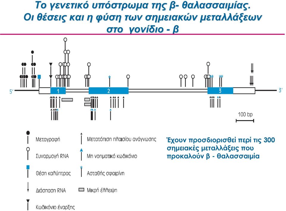 στο γονίδιο - β Έχουν προσδιορισθεί περί τις