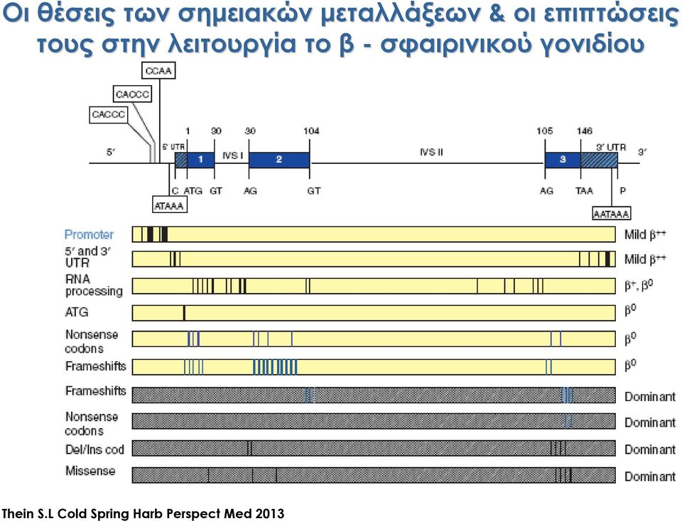 το β - σφαιρινικού γονιδίου Thein S.