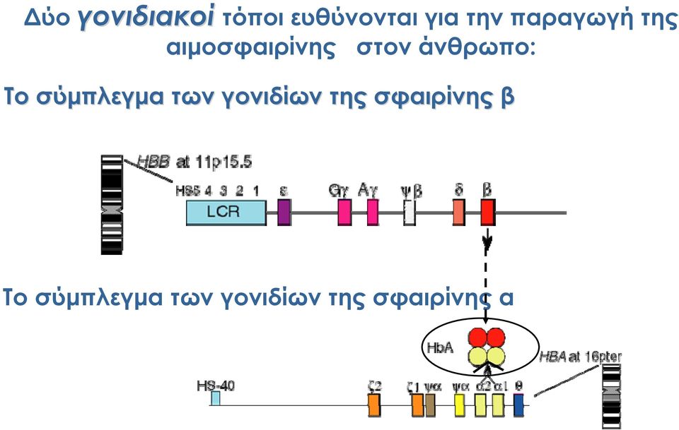 Δύο γονιδιακοί Το σύμπλεγμα των γονιδίων