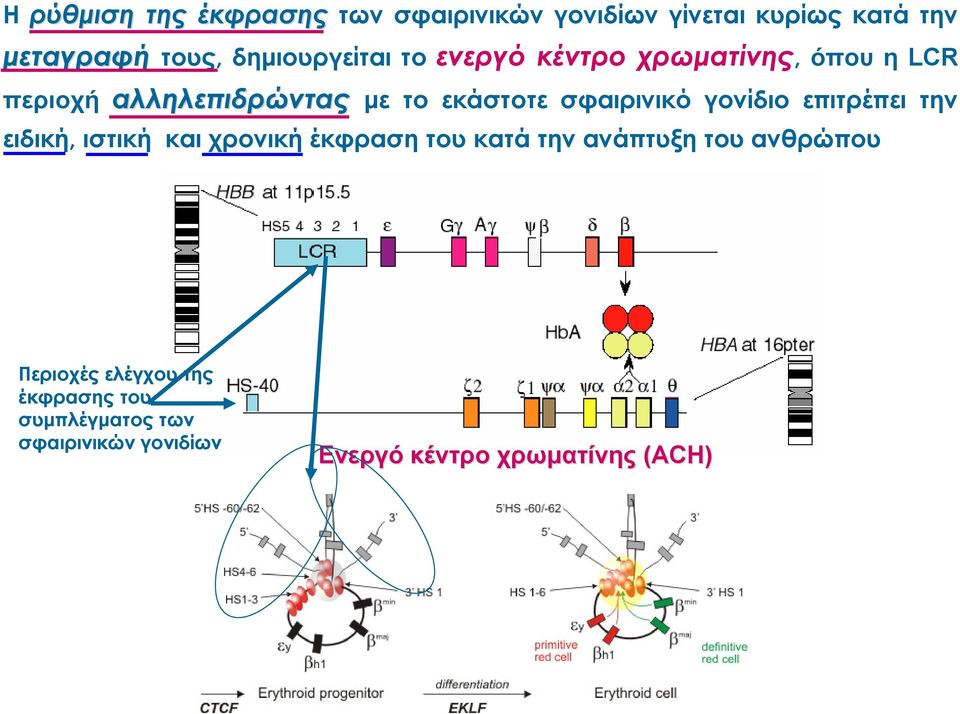 σφαιρινικό γονίδιο επιτρέπει την ειδική, ιστική και χρονική έκφραση του κατά την ανάπτυξη του