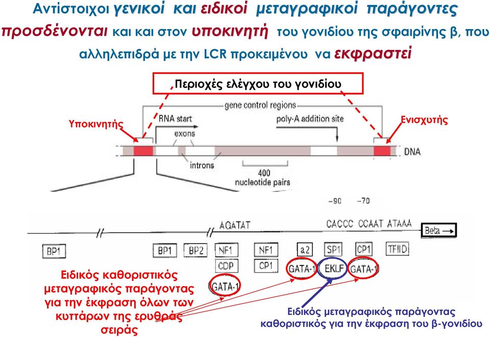 γονιδίου Υποκινητής Ενισχυτής Ειδικός καθοριστικός μεταγραφικός παράγοντας για την έκφραση όλων των