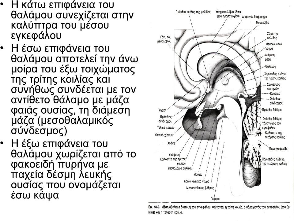 τον αντίθετο θάλαμο με μάζα φαιάς ουσίας, τη διάμεση μάζα (μεσοθαλαμικός σύνδεσμος) Η έξω