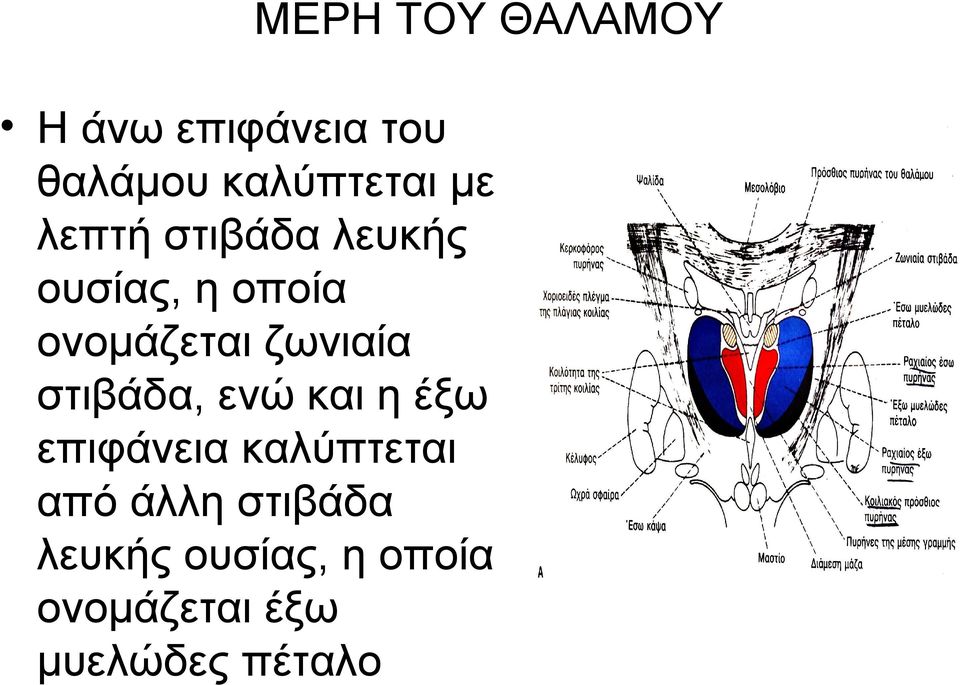 ζωνιαία στιβάδα, ενώ και η έξω επιφάνεια καλύπτεται από