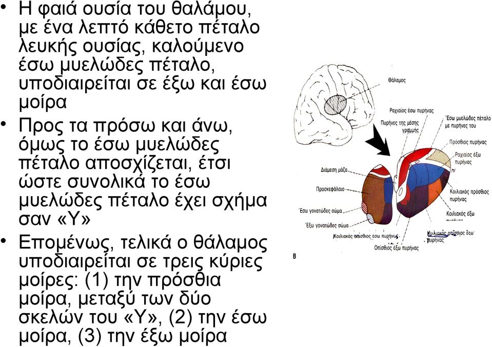 ώστε συνολικά το έσω μυελώδες πέταλο έχει σχήμα σαν «Υ» Επομένως, τελικά ο θάλαμος υποδιαιρείται σε