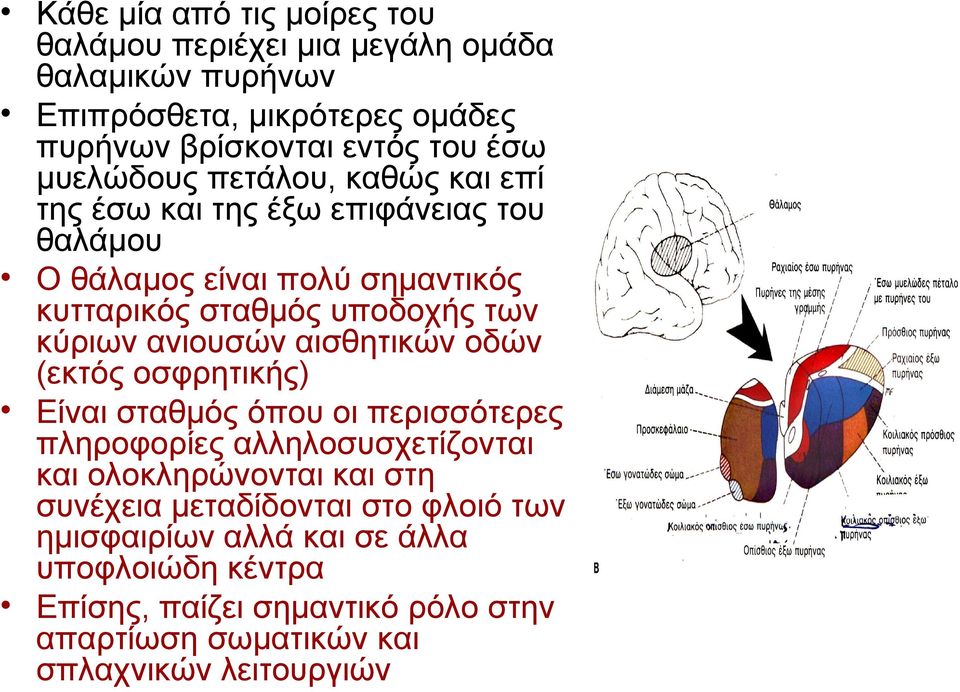 ανιουσών αισθητικών οδών (εκτός οσφρητικής) Είναι σταθμός όπου οι περισσότερες πληροφορίες αλληλοσυσχετίζονται και ολοκληρώνονται και στη συνέχεια