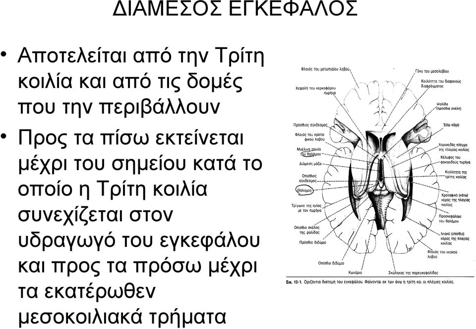 σημείου κατά το οποίο η Τρίτη κοιλία συνεχίζεται στον υδραγωγό