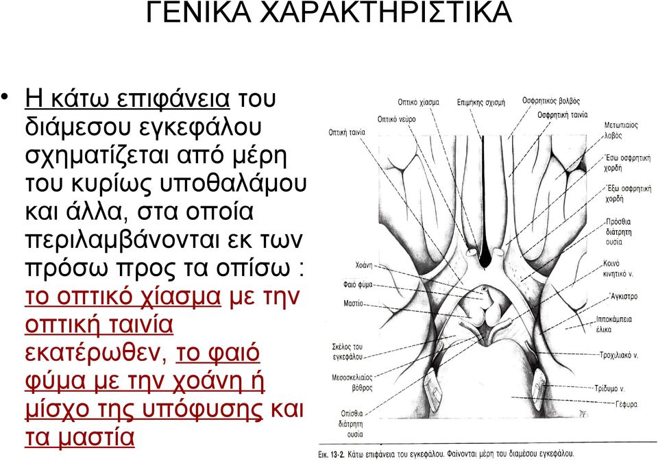 περιλαμβάνονται εκ των πρόσω προς τα οπίσω : το οπτικό χίασμα με την