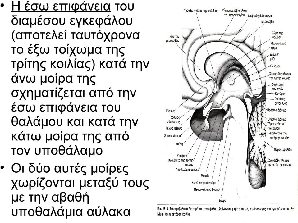 την έσω επιφάνεια του θαλάμου και κατά την κάτω μοίρα της από τον