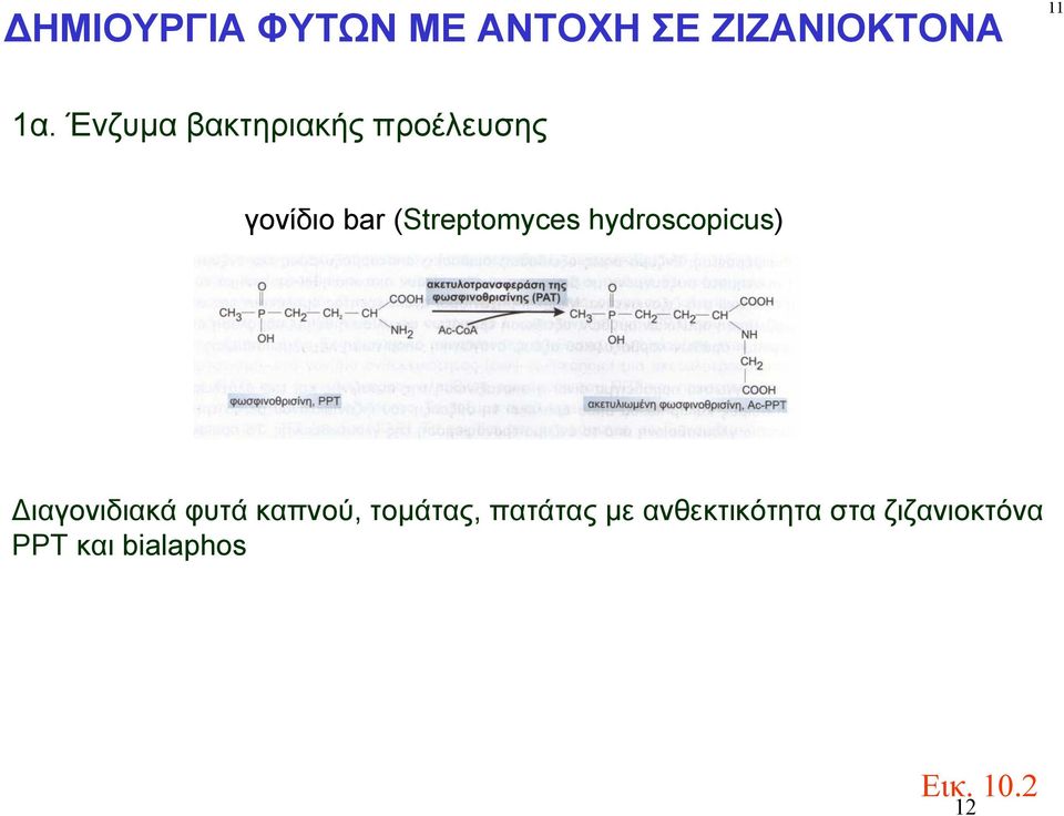 (Streptomyces hydroscopicus) Διαγονιδιακά φυτά