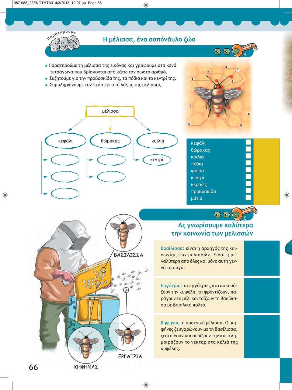 9 μέλισσα κεφάλι θώρακας κοιλιά κεντρί κεφάλι θώρακας κοιλιά πόδια φτερά κεντρί κεραίες προβοσκίδα μάτια Ας γνωρίσουμε καλύτερα την κοινωνία των μελισσών 5 Βασίλισσα: είναι η αρχηγός της κοινωνίας