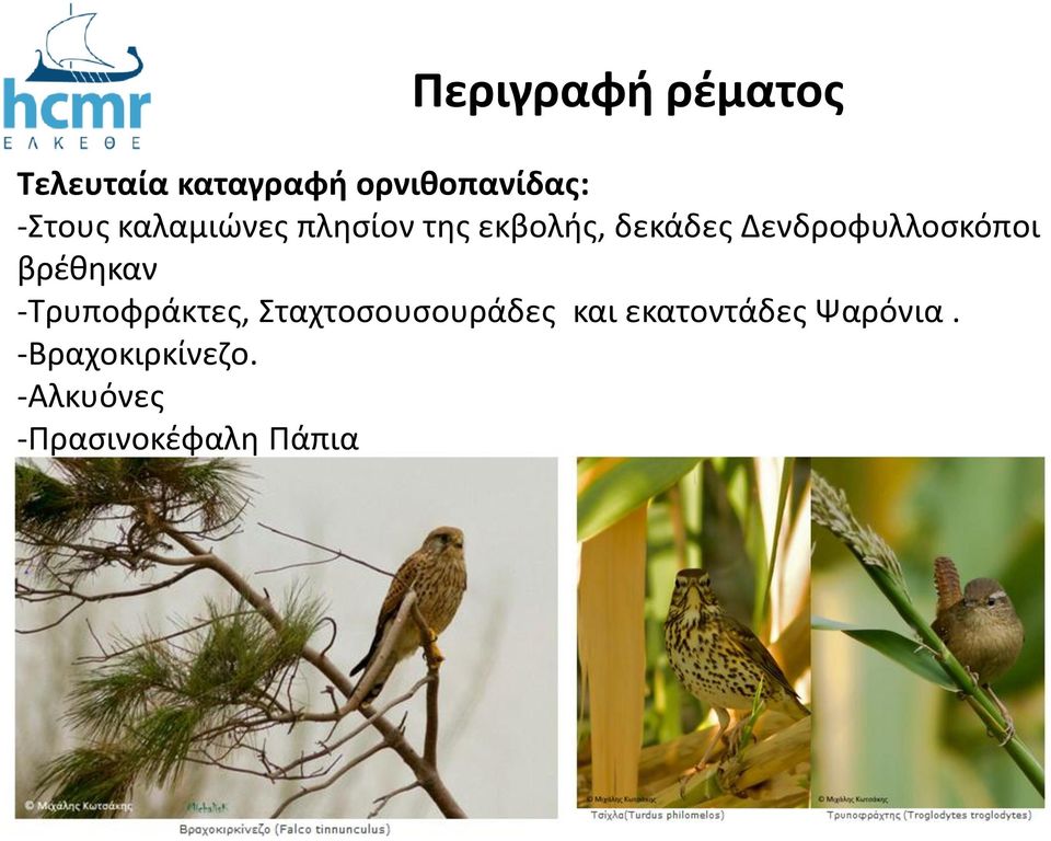 Δενδροφυλλοσκόποι βρέθηκαν -Τρυποφράκτες,