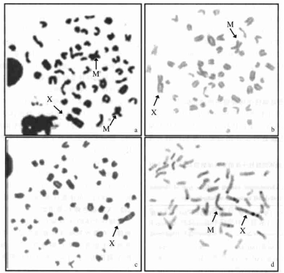 d. The C2banding metaphase, 2n = 51, with one metacentric chromosome.