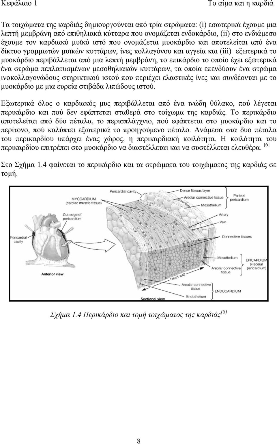 λεπτή μεμβράνη, το επικάρδιο το οποίο έχει εξωτερικά ένα στρώμα πεπλατυσμένων μεσοθηλιακών κυττάρων, τα οποία επενδύουν ένα στρώμα ινοκολλαγονώδους στηρικτικού ιστού που περιέχει ελαστικές ίνες και