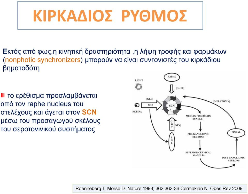 προσλαμβάνεται από τον raphe nucleus του στελέχους και άγεται στον SCN μέσω του προσαγωγού