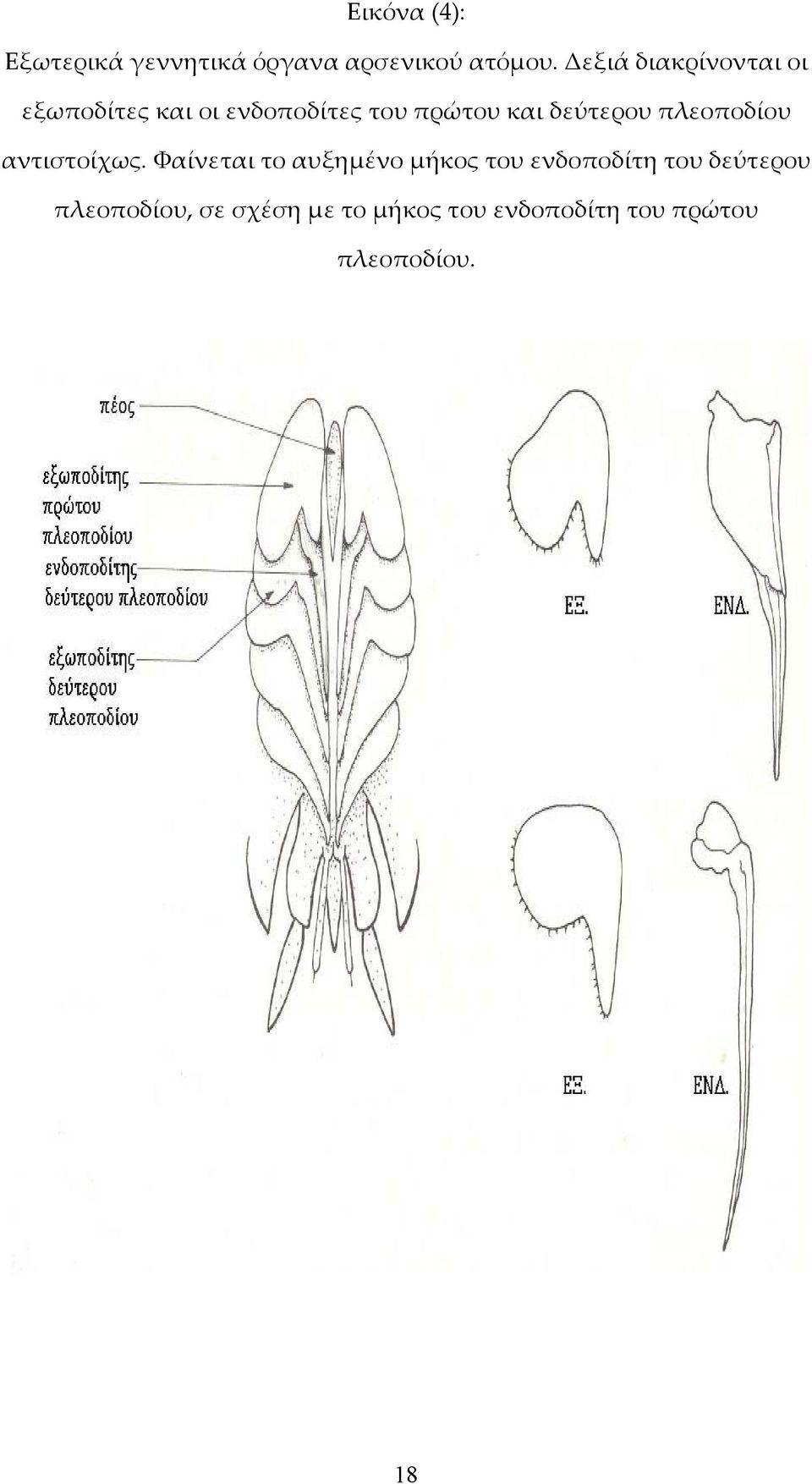 δεύτερου πλεοποδίου αντιστοίχως.