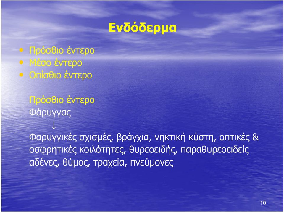 νηκτική κύστη, οπτικές & οσφρητικές κοιλότητες,