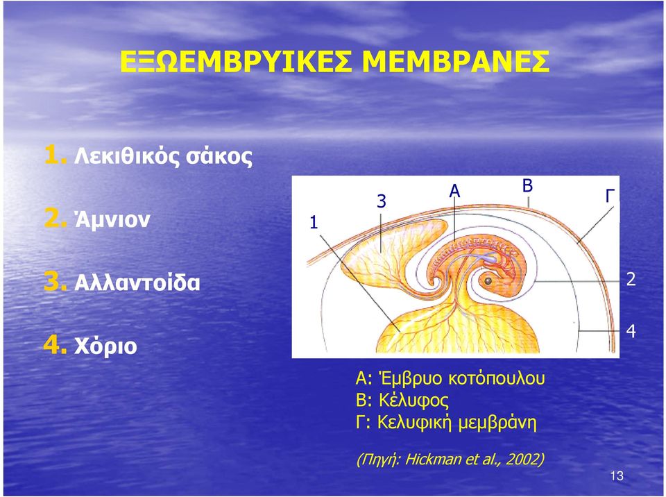 Χόριο 4 Α: Έμβρυο κοτόπουλου Β: Κέλυφος Γ: