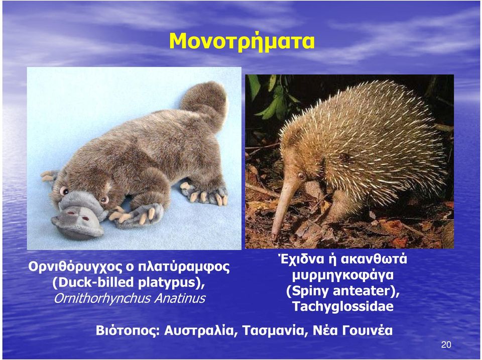 Έχιδνα ή ακανθωτά μυρμηγκοφάγα (Spiny anteater),