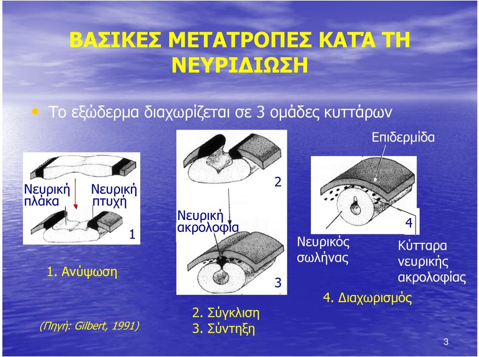 Νευρική ακρολοφία 1.