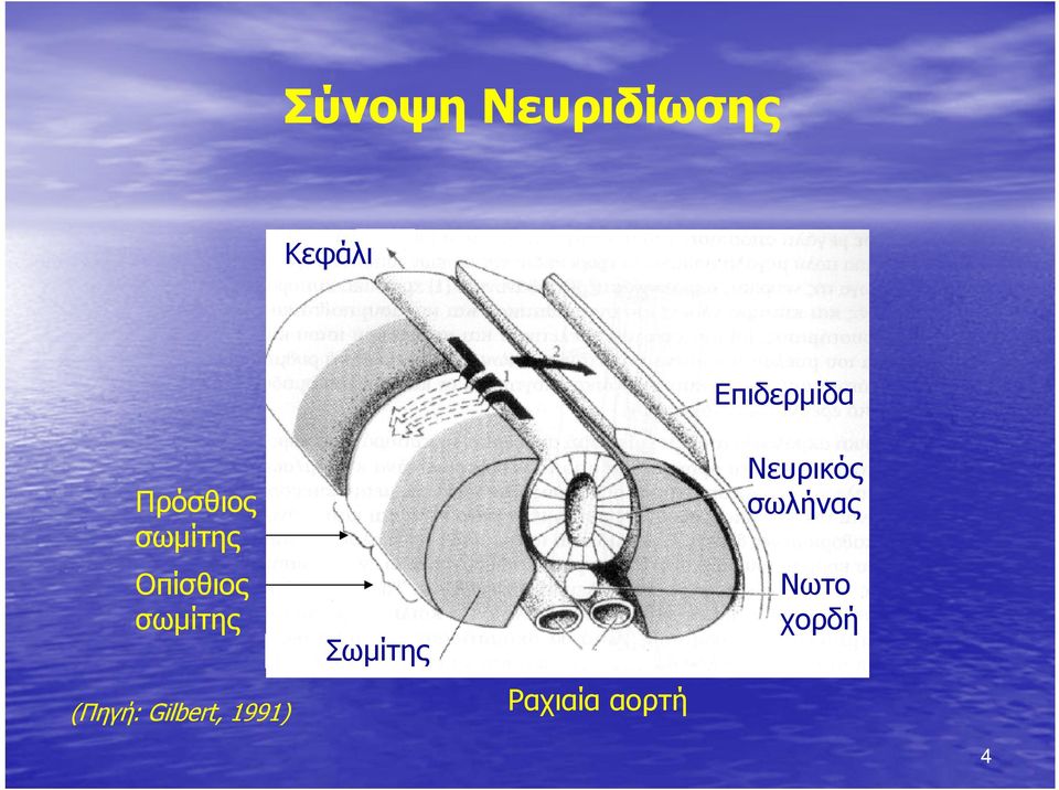 Πρόσθιος σωμίτης Οπίσθιος σωμίτης