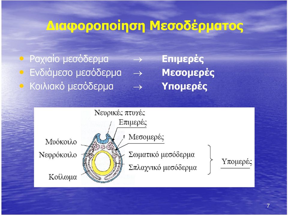 μεσόδερμα Κοιλιακό μεσόδερμα