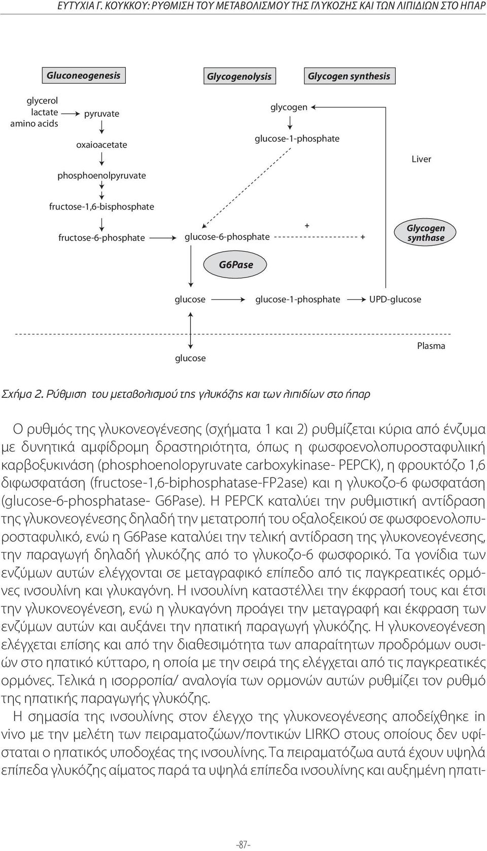 glycogen glucose-1-phosphate Liver fructose-1,6-bisphosphate fructose-6-phosphate glucose-6-phosphate + + Glycogen synthase G6Pase glucose glucose-1-phosphate UPD-glucose glucose Plasma Σχήµα 2.