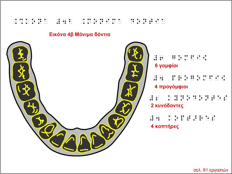 OWU[UMKJj 4 προγόμφιοι F E}]UYU]^QN 2