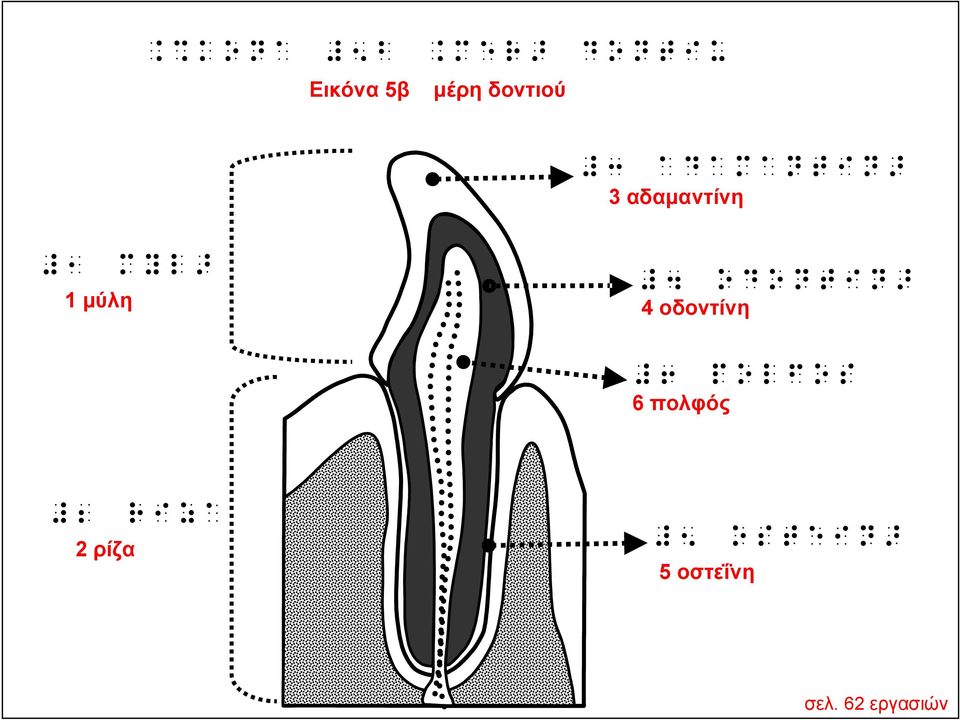 μύλη r UYU]^J]\ 4 οδοντίνη V OUGKUN 6