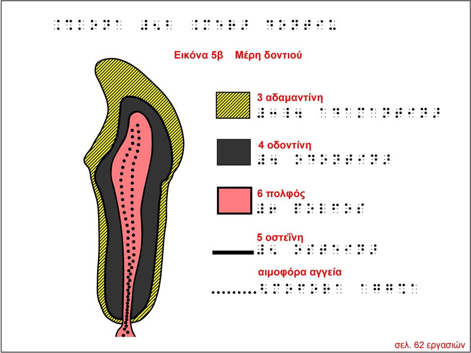 οδοντίνη r UYU]^J]\ 6 πολφός V OUGKUN 5