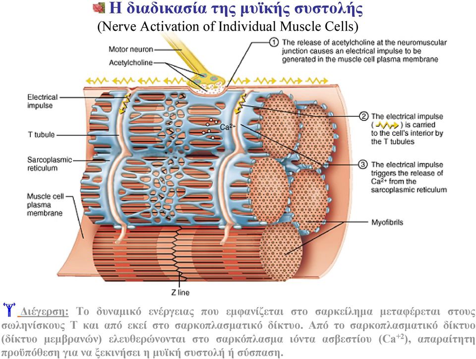 στο σαρκοπλασματικό δίκτυο.