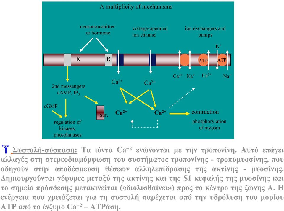 Αυτό επάγει αλλαγές στη στερεοδιαμόρφωση του συστήματος τροπονίνης - τροπομυοσίνης, που οδηγούν στην αποδέσμευση θέσεων αλληλεπίδρασης της ακτίνης - μυοσίνης.