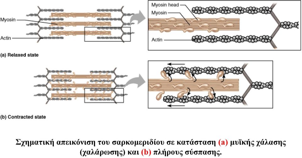 (a) μυϊκής χάλασης