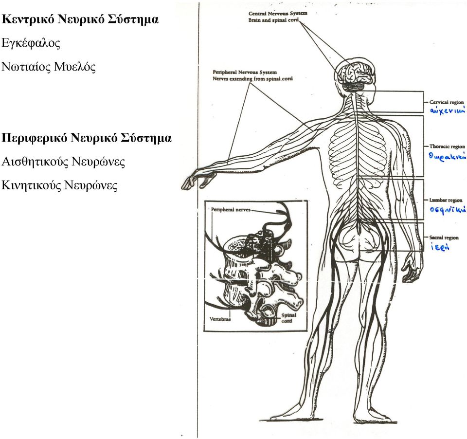 Περιφερικό Νευρικό Σύστηµα