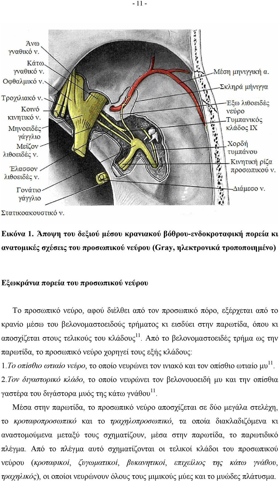 αφού διέλθει από τον προσωπικό πόρο, εξέρχεται από το κρανίο μέσω του βελονομαστοειδούς τρήματος κι εισδύει στην παρωτίδα, όπου κι αποσχίζεται στους τελικούς του κλάδους 11.