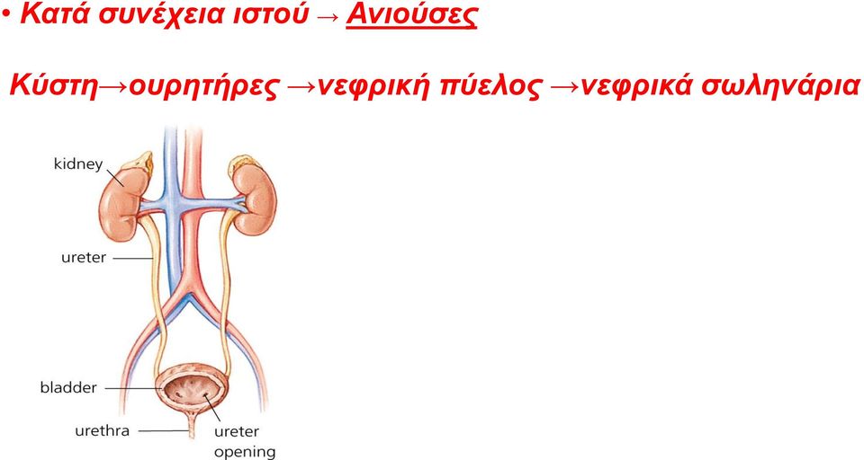 ουρητήρες νεφρική