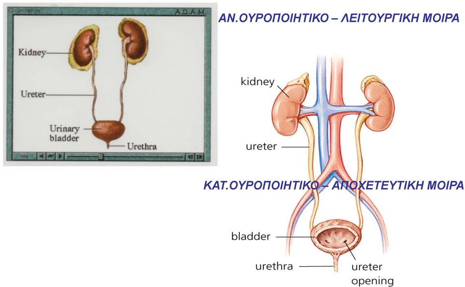 ΚΑΤ.ΟΥΡΟΠΟΙΗΤΙΚΟ