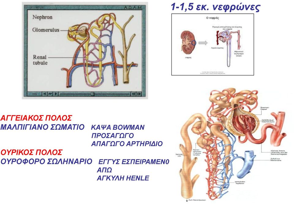 ΟΥΡΙΚΟΣ ΠΟΛΟΣ ΟΥΡΟΦΟΡΟ ΣΩΛΗΝΑΡΙΟ ΕΓΓΥΣ