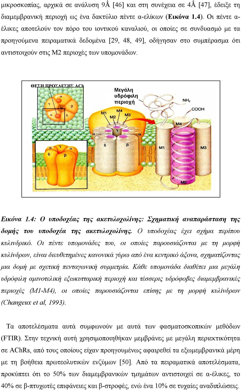 υπομονάδων. ΘΕΣΗ ΠΡΟΣΔΕΣΗΣ ACh Μεγάλη υδρόφιλη περιοχή Εικόνα 1.4: Ο υποδοχέας της ακετυλοχολίνης: Σχηματική αναπαράσταση της δομής του υποδοχέα της ακετυλοχολίνης.