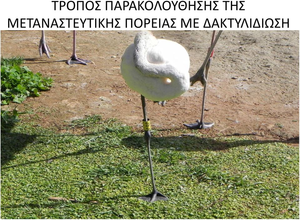 ΤΗΣ