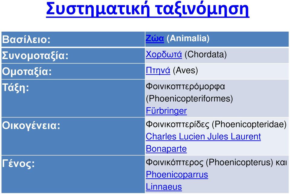 (Phoenicopteriformes) Fürbringer Φοινικοπτερίδες (Phoenicopteridae) Charles