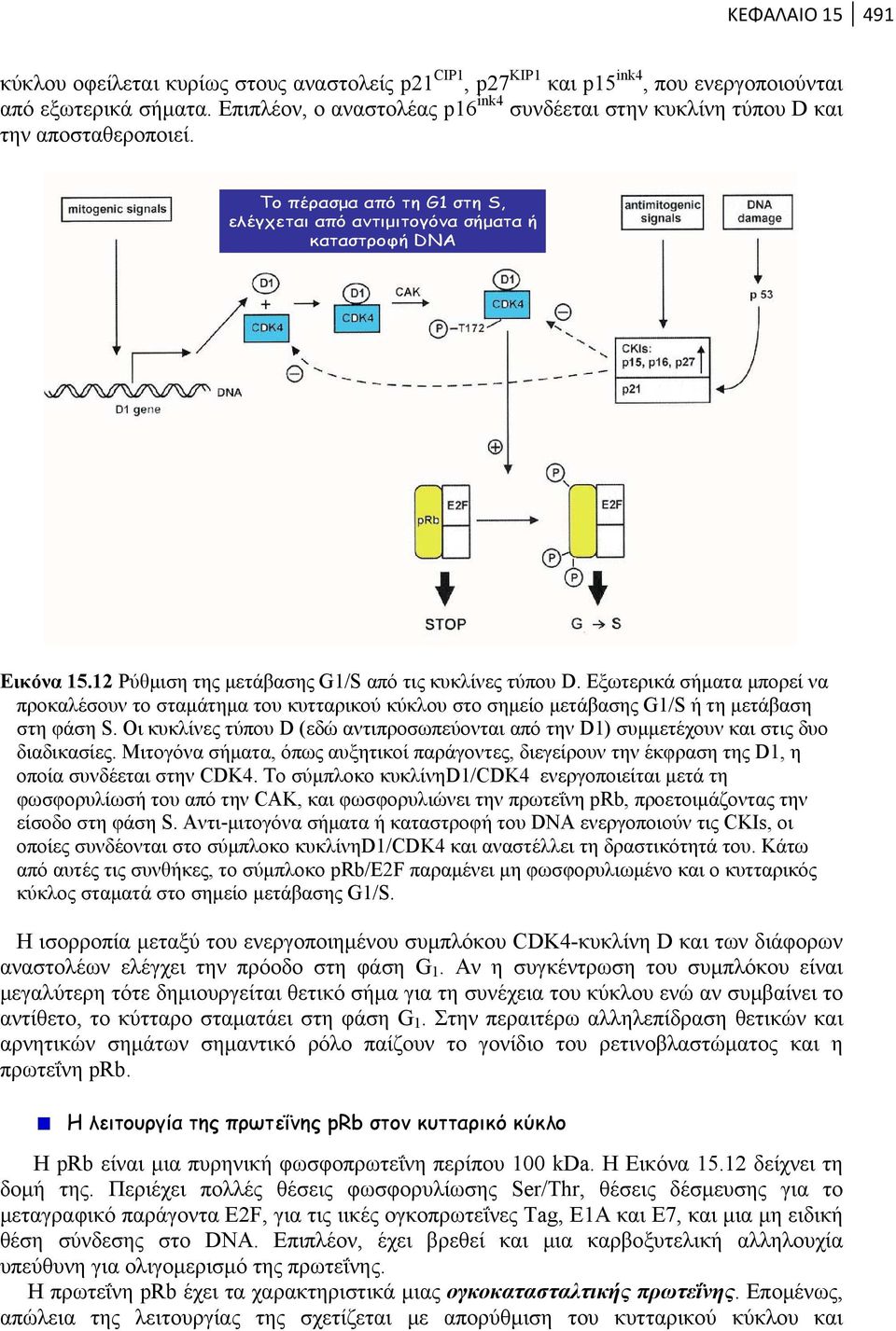 12 Ρύθμιση της μετάβασης G1/S από τις κυκλίνες τύπου D. Εξωτερικά σήματα μπορεί να προκαλέσουν το σταμάτημα του κυτταρικού κύκλου στο σημείο μετάβασης G1/S ή τη μετάβαση στη φάση S.