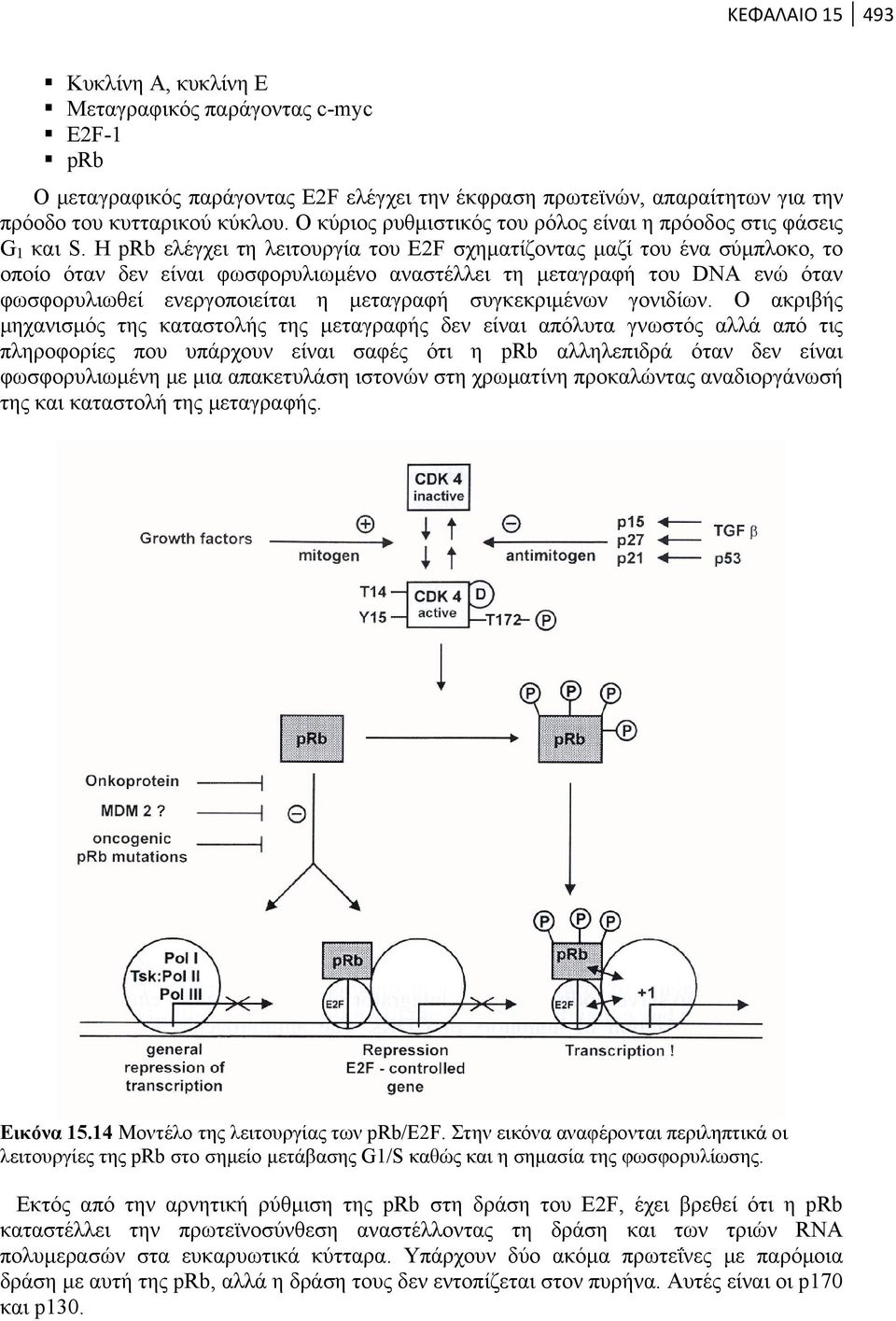 Η prb ελέγχει τη λειτουργία του E2F σχηματίζοντας μαζί του ένα σύμπλοκο, το οποίο όταν δεν είναι φωσφορυλιωμένο αναστέλλει τη μεταγραφή του DNA ενώ όταν φωσφορυλιωθεί ενεργοποιείται η μεταγραφή