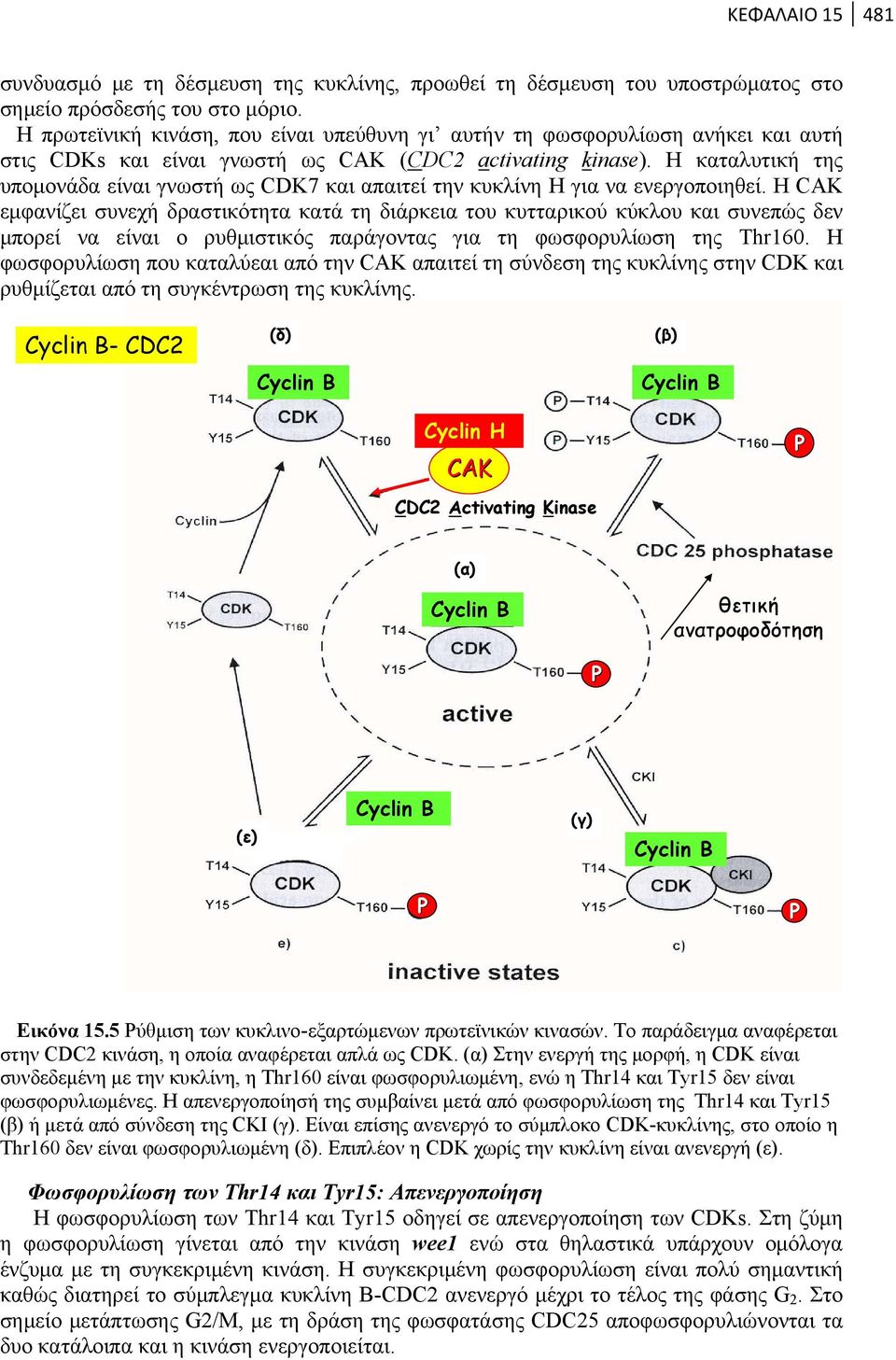 Η καταλυτική της υπομονάδα είναι γνωστή ως CDK7 και απαιτεί την κυκλίνη H για να ενεργοποιηθεί.