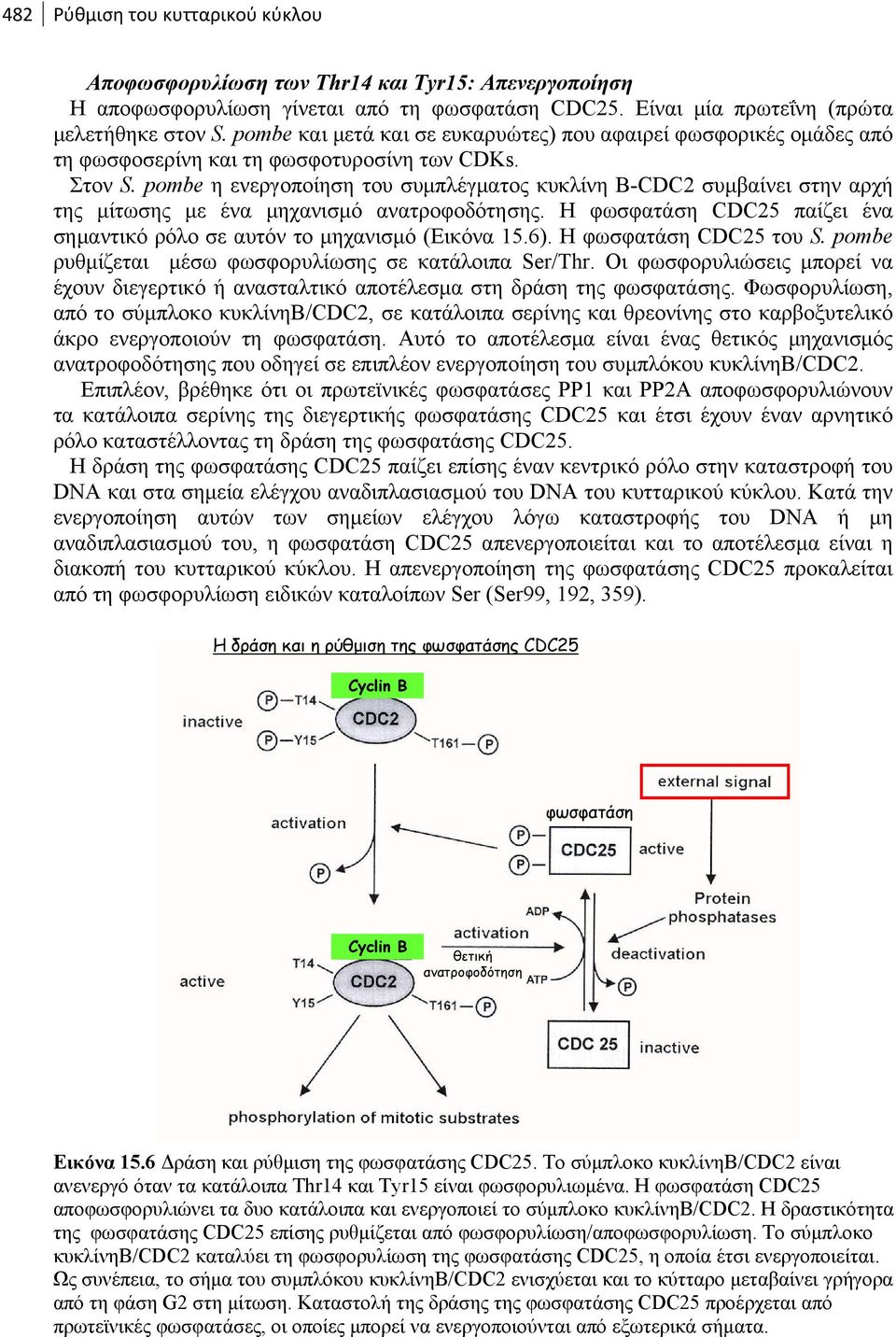 pombe η ενεργοποίηση του συμπλέγματος κυκλίνη B-CDC2 συμβαίνει στην αρχή της μίτωσης με ένα μηχανισμό ανατροφοδότησης. Η φωσφατάση CDC25 παίζει ένα σημαντικό ρόλο σε αυτόν το μηχανισμό (Εικόνα 15.6).