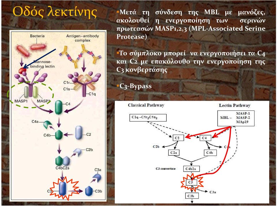 Serine Protease) Το σύμπλοκο μπορεί να ενεργοποιήσει τα C4