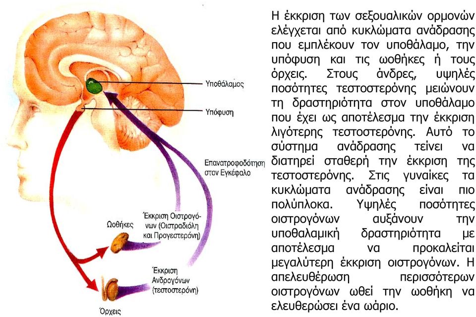 Αυτό το σύστηµα ανάδρασης τείνει να διατηρεί σταθερή την έκκριση της τεστοστερόνης. Στις γυναίκες τα κυκλώµατα ανάδρασης είναι πιο πολύπλοκα.