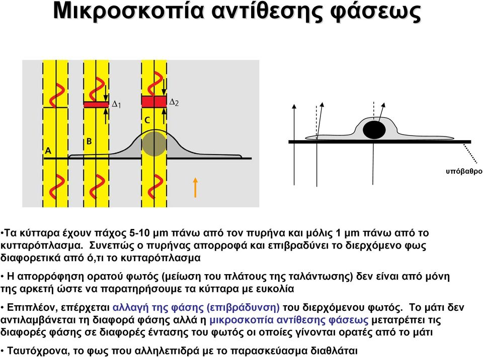 από μόνη της αρκετή ώστε να παρατηρήσουμε τα κύτταρα με ευκολία Επιπλέον, επέρχεται αλλαγή της φάσης (επιβράδυνση) του διερχόμενου φωτός.