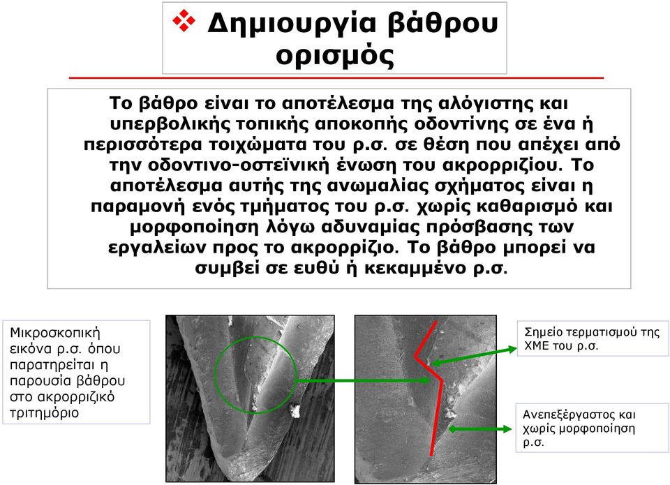 Το βάθρο μπορεί να συμβεί σε ευθύ ή κεκαμμένο ρ.σ. Μικροσκοπική εικόνα ρ.σ. όπου παρατηρείται η παρουσία βάθρου στο ακρορριζικό τριτημόριο Σημείο τερματισμού της ΧΜΕ του ρ.