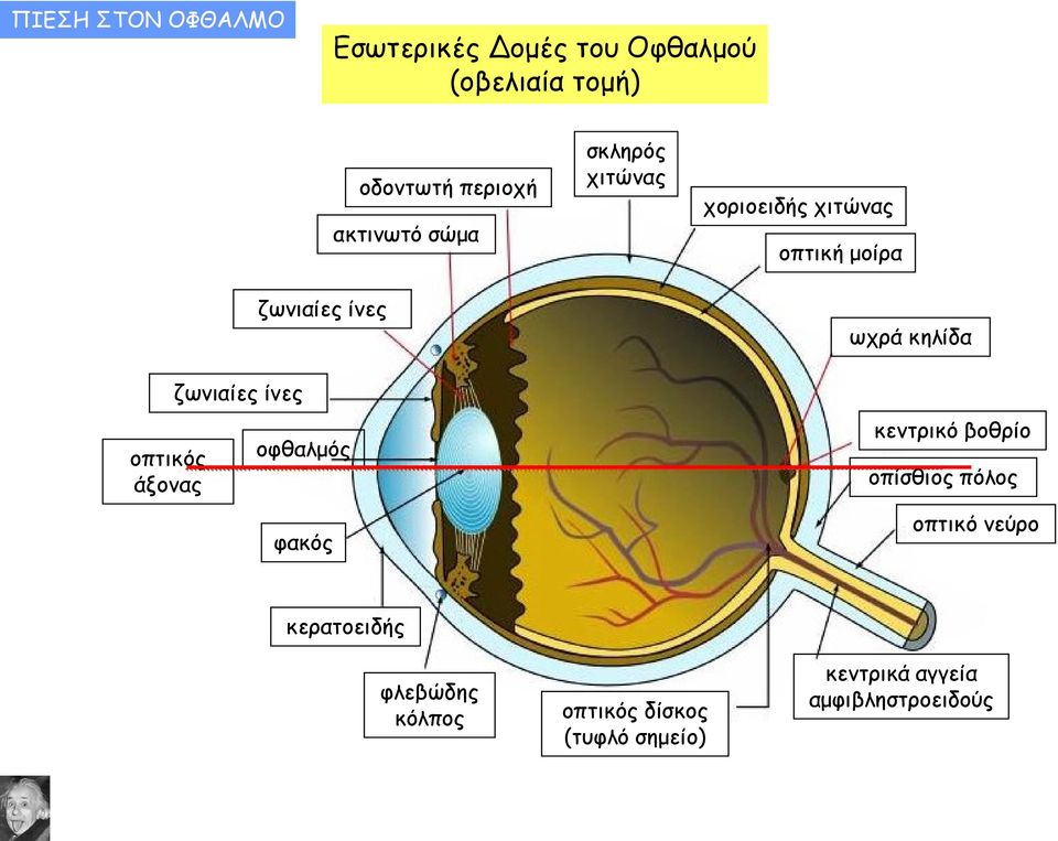 χιτώνας χοριοειδής χιτώνας οπτική μοίρα ωχρά κηλίδα κεντρικό βοθρίο οπίσθιος πόλος